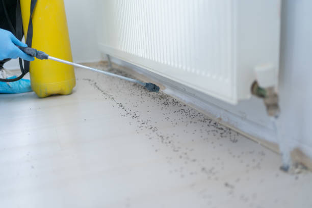 Best Wasp Removal Services  in Bethany, OK